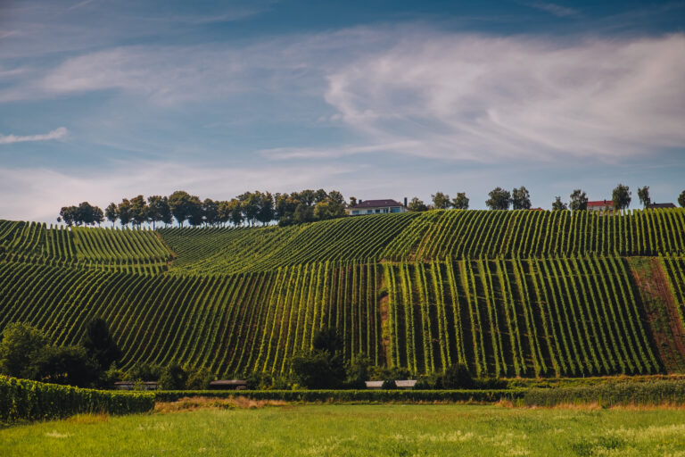Vineyards along the Moselle river in Remich